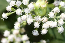 Image of white snakeroot