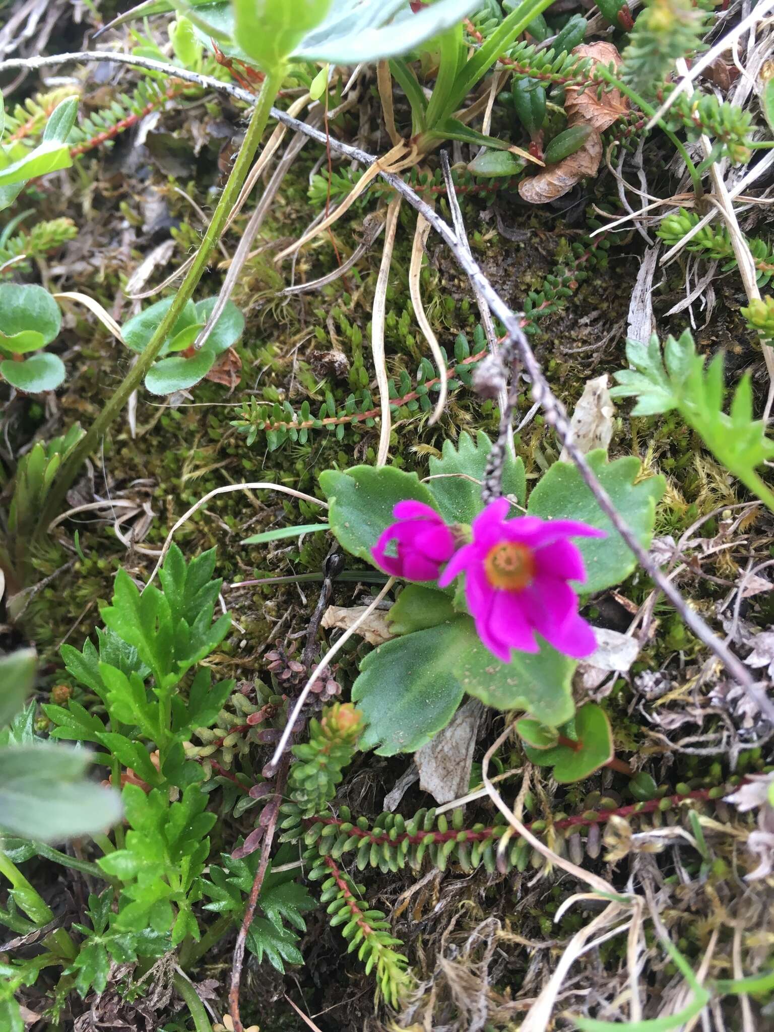 Primula cuneifolia subsp. saxifragifolia (Lehm.) W. W. Sm. & G. Forrest resmi