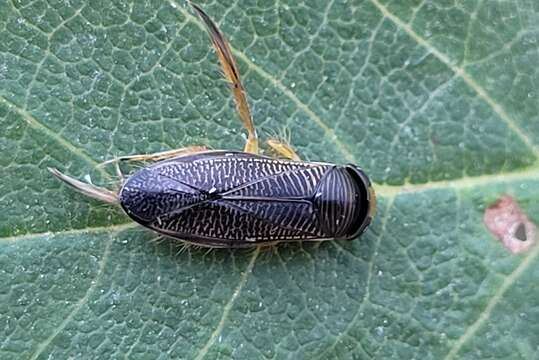 Image of Sigara subgen. Arctosigara Hungerford 1948