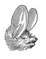 Image of Long-eared Myotis