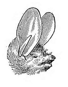 Image of Long-eared Myotis