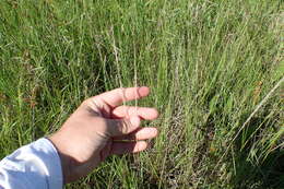 Image of Long-Spike Fluff Grass