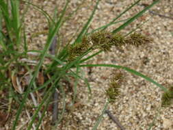 Image of Carex laevissima Nakai