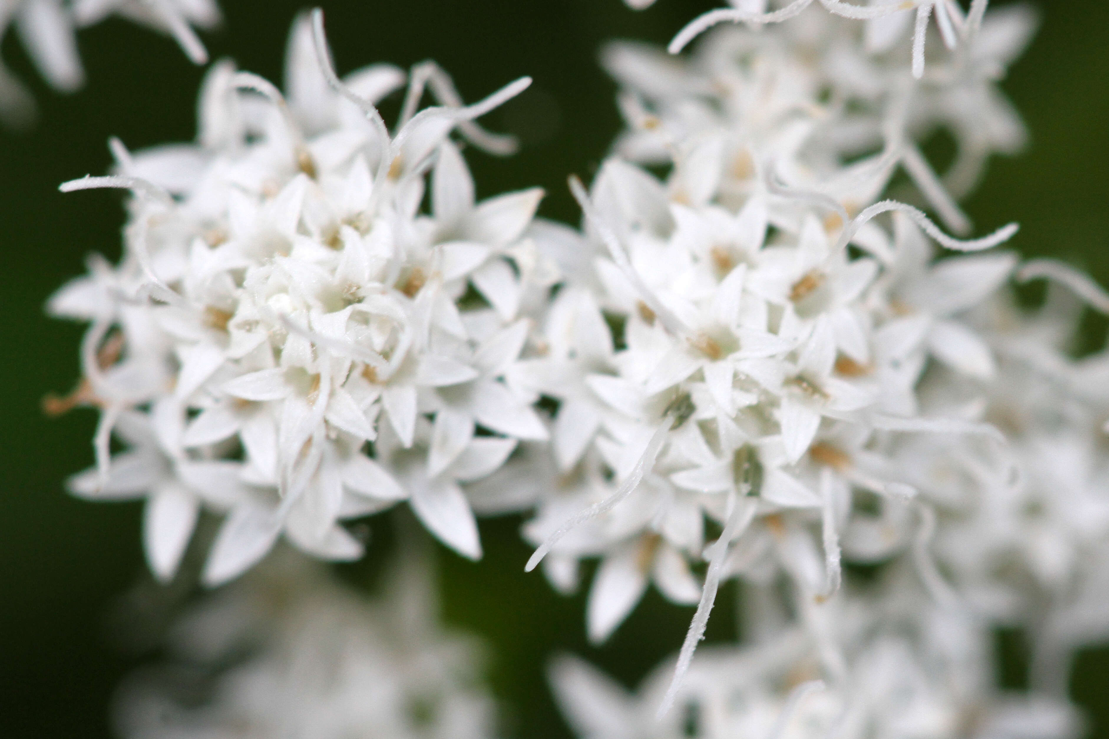 Plancia ëd Ageratina altissima (L.) R. King & H. Rob.