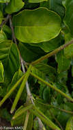 Image of Mascarenhasia lisianthiflora A. DC.