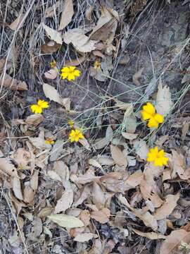 Image of Tagetes stenophylla Robinson