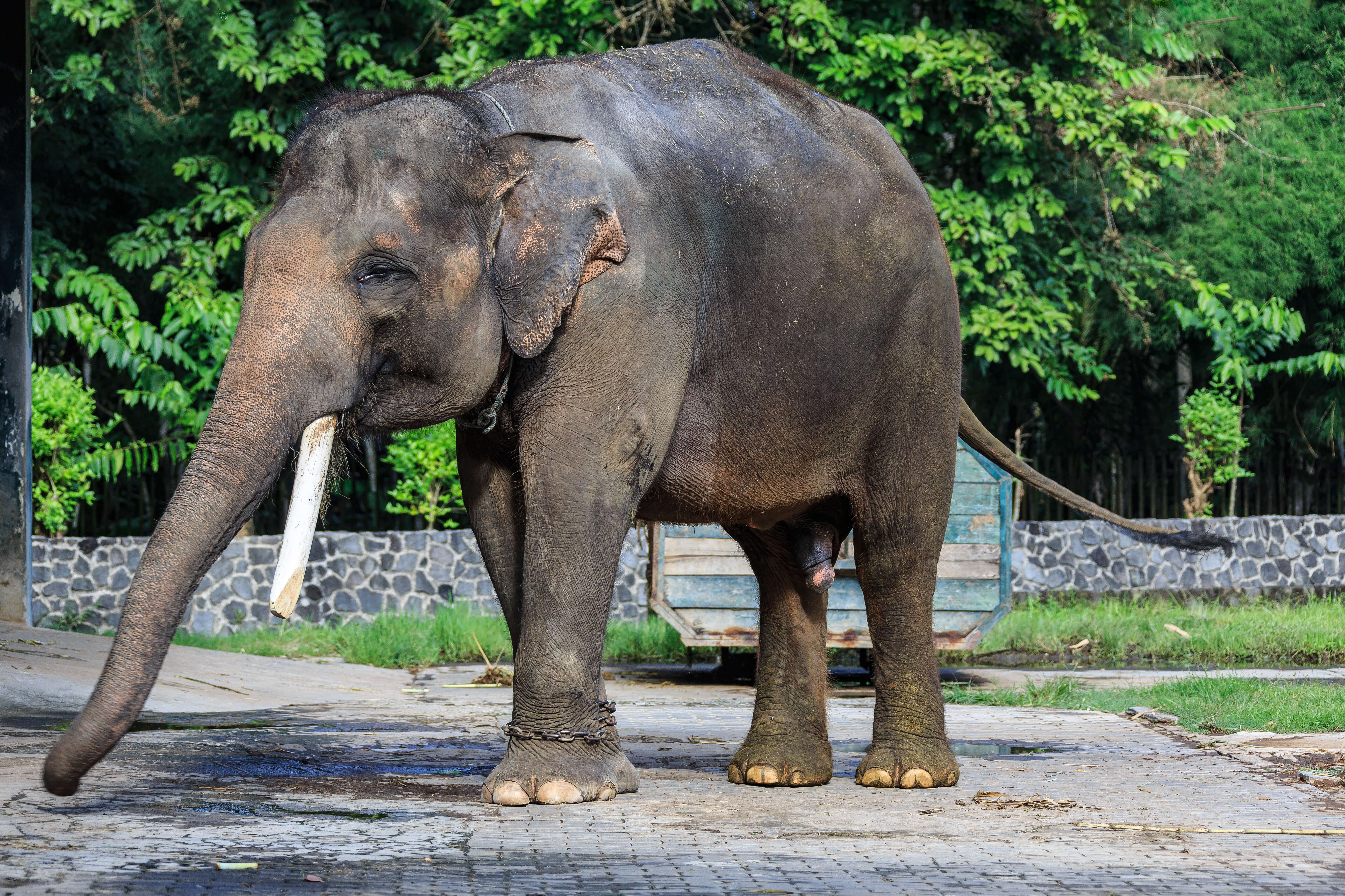 Image of Sumatran Elephant