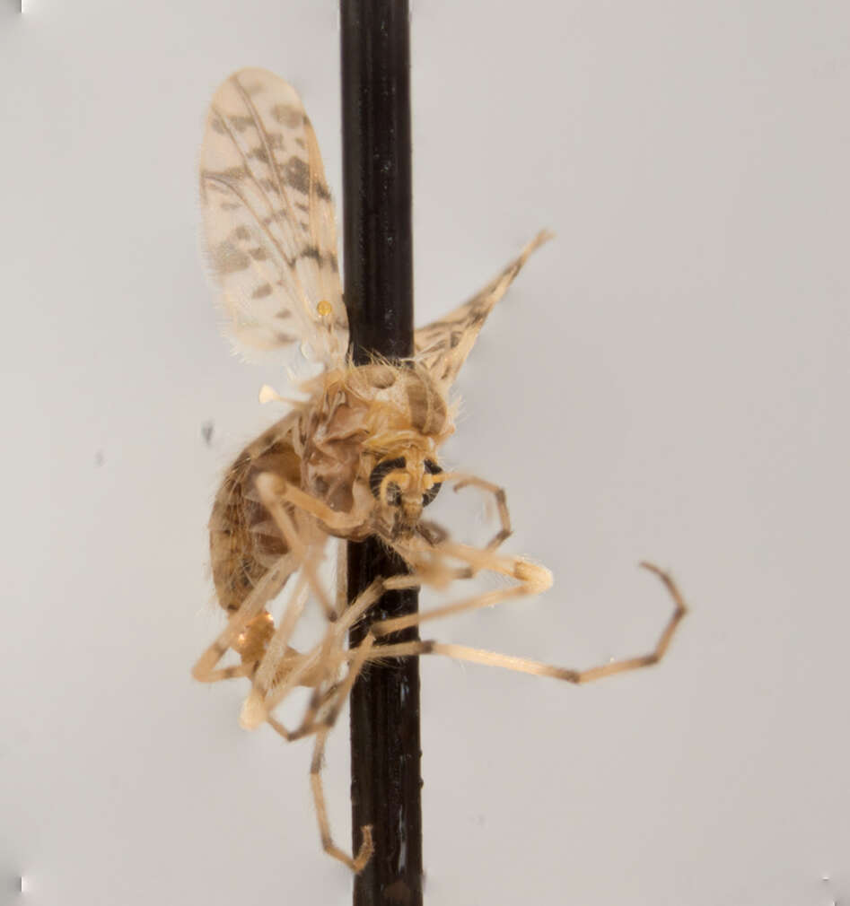 Image of Alotanypus venusta (Coquillett 1902)