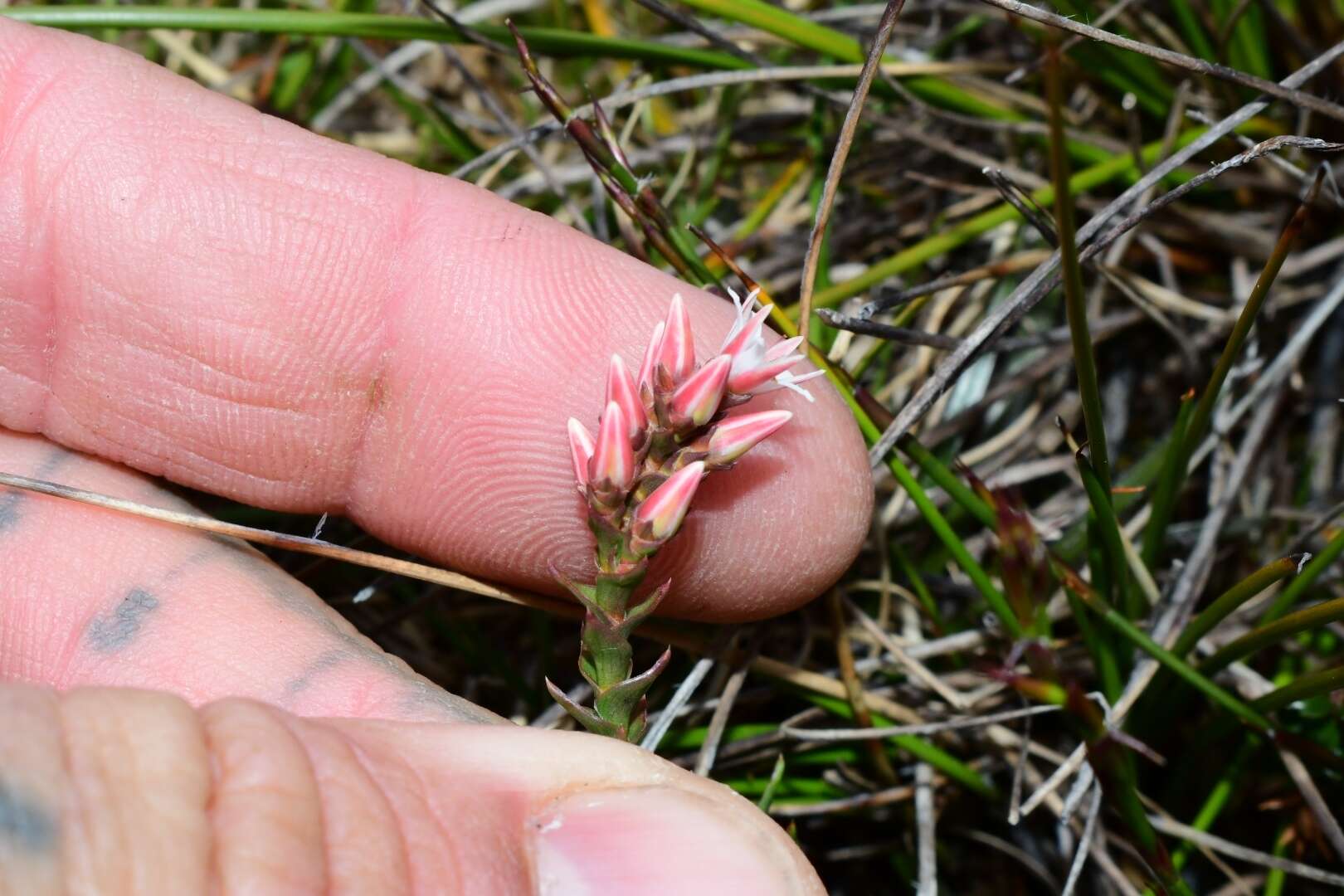 Image of Sprengelia montana R. Br.