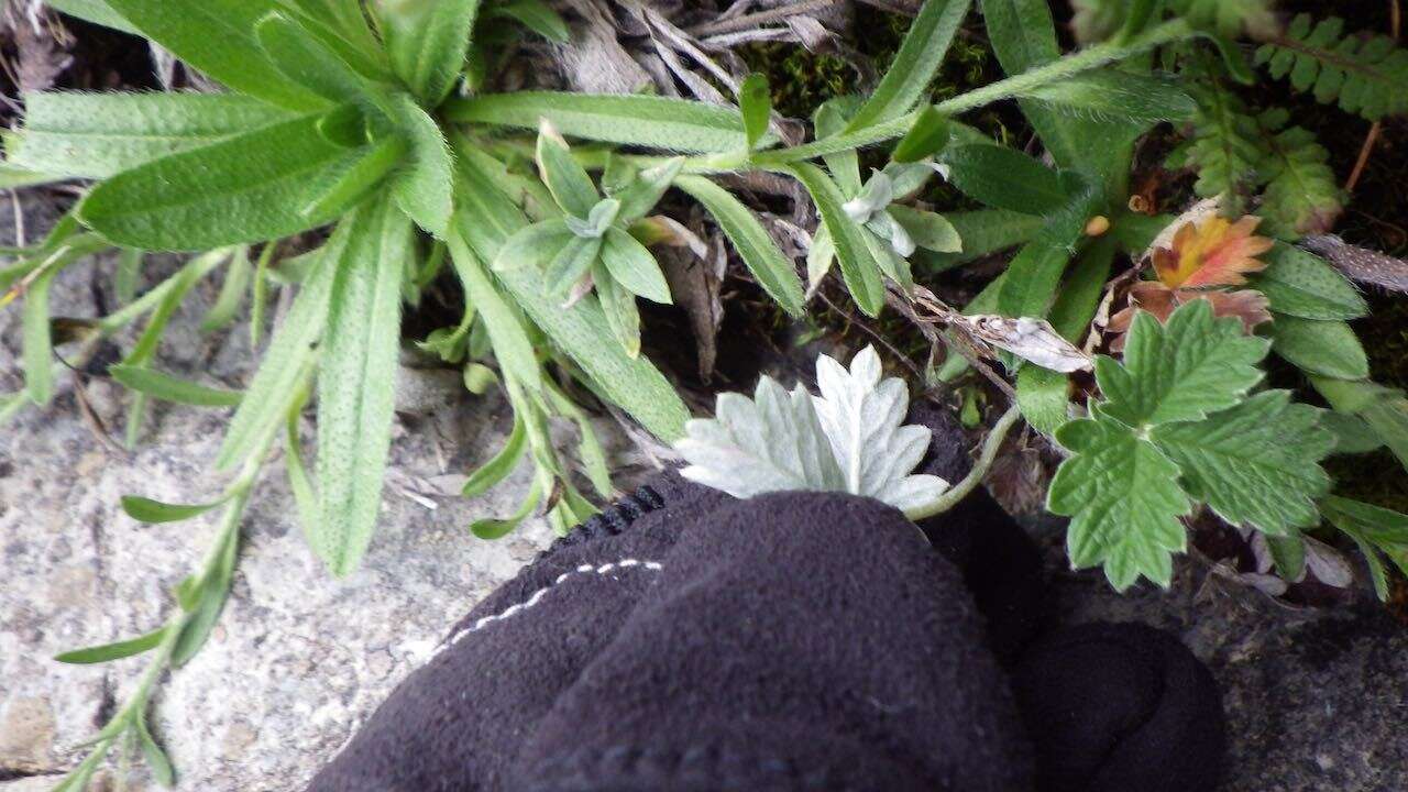 Image of snow cinquefoil