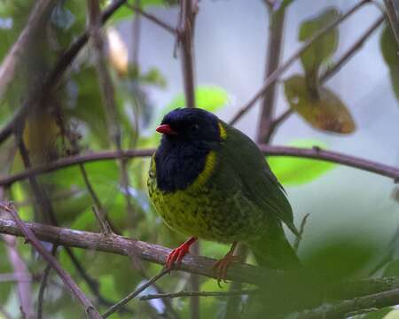 Image of Band-tailed Fruiteater