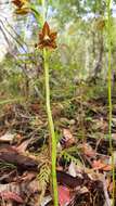 صورة Thelymitra fuscolutea R. Br.