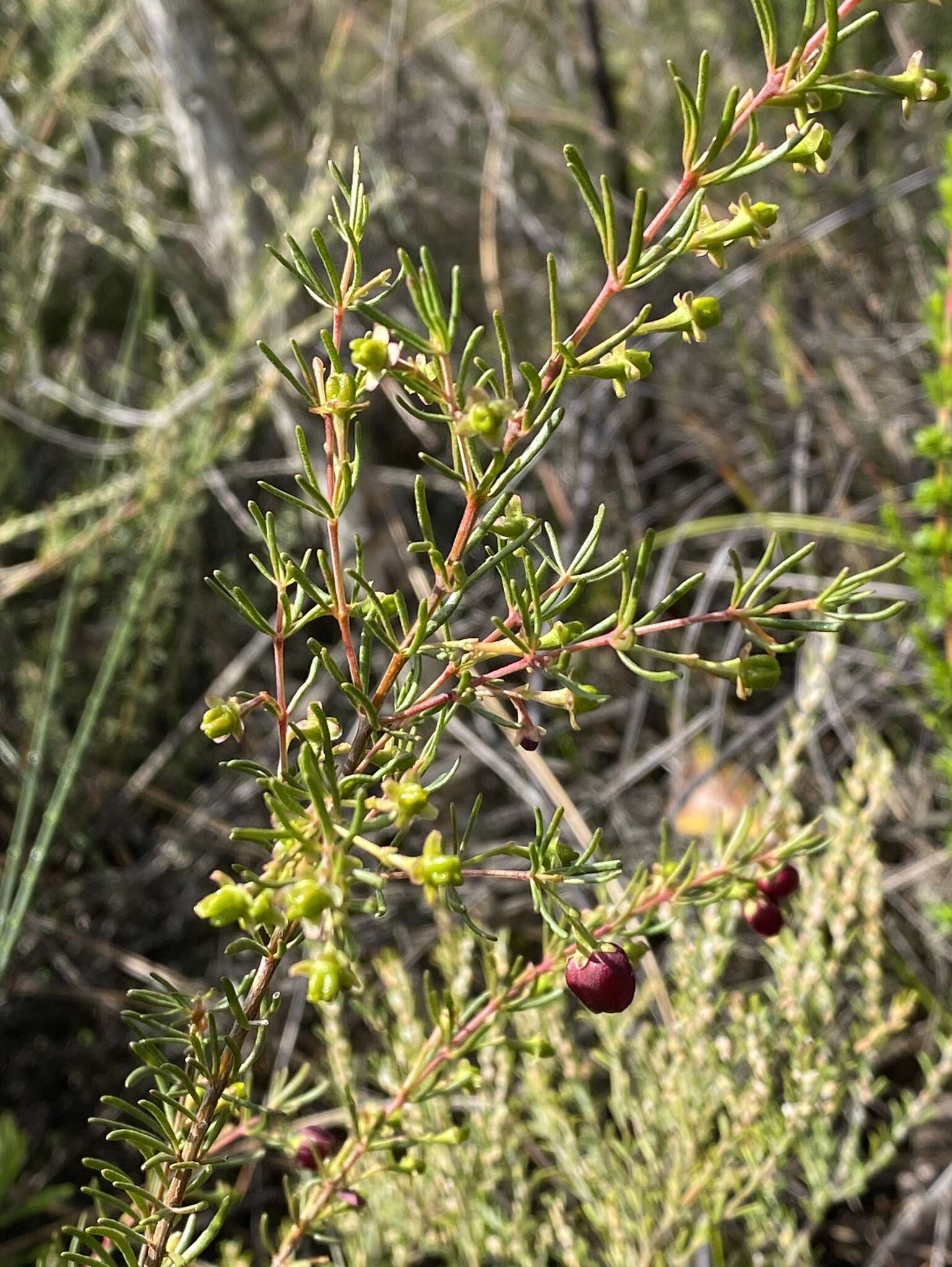 Image of sweet boronia