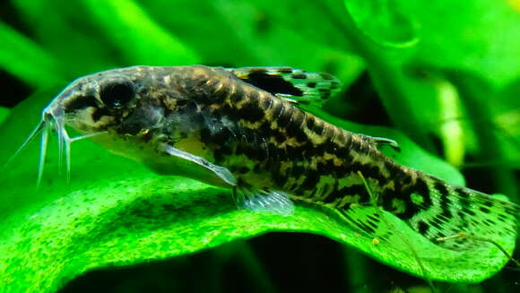 Image of sixray corydoras