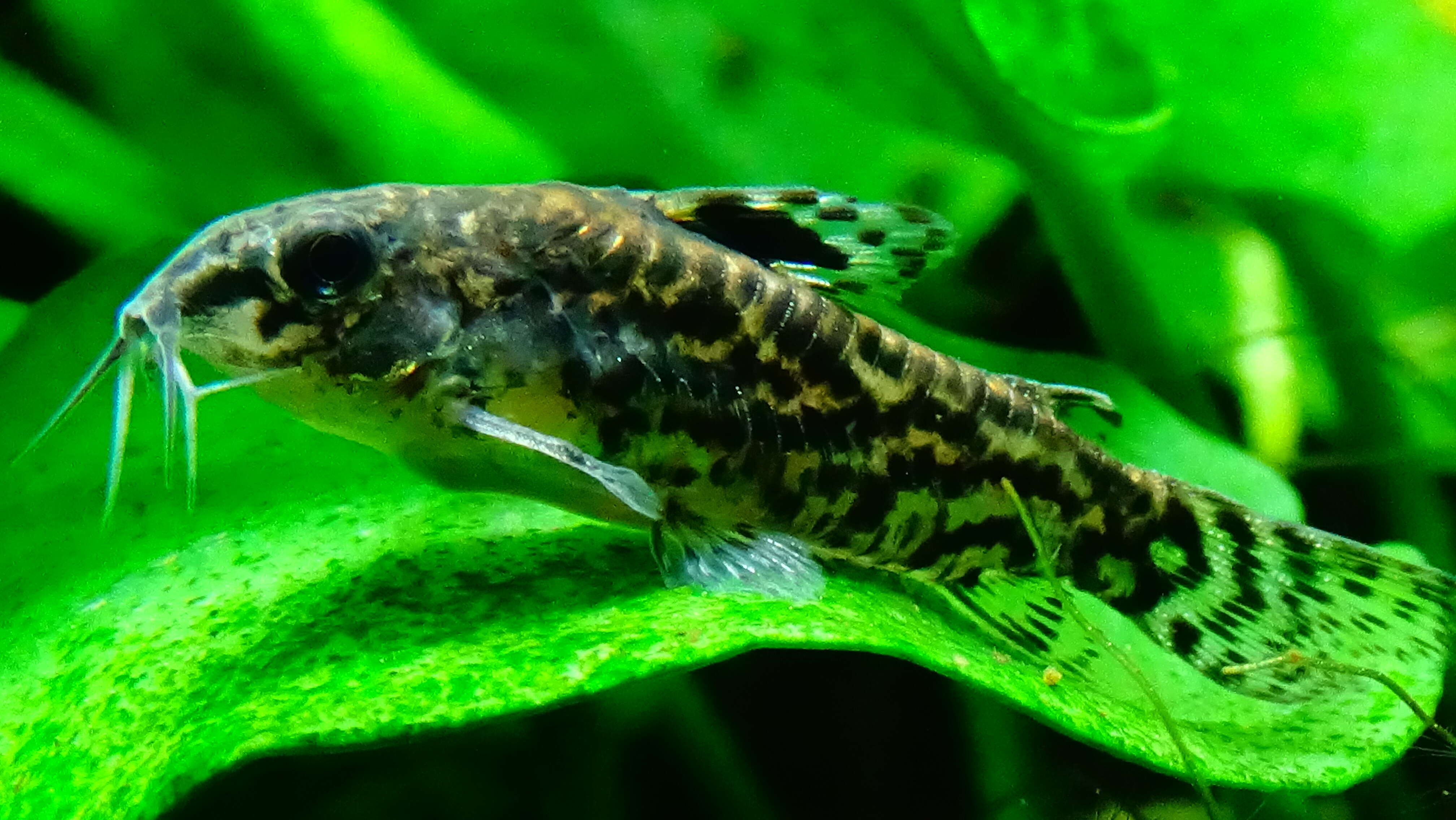 Image of sixray corydoras