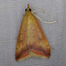 Image of Sociable Pyrausta Moth