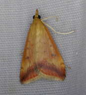 Image of Sociable Pyrausta Moth