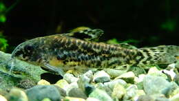 Image of sixray corydoras