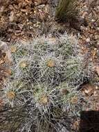 Image of Echinocereus engelmannii subsp. magnursensis