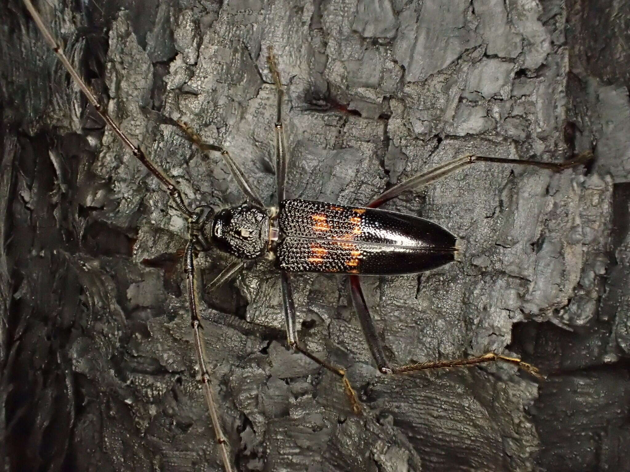 Image of Longicorn beetle