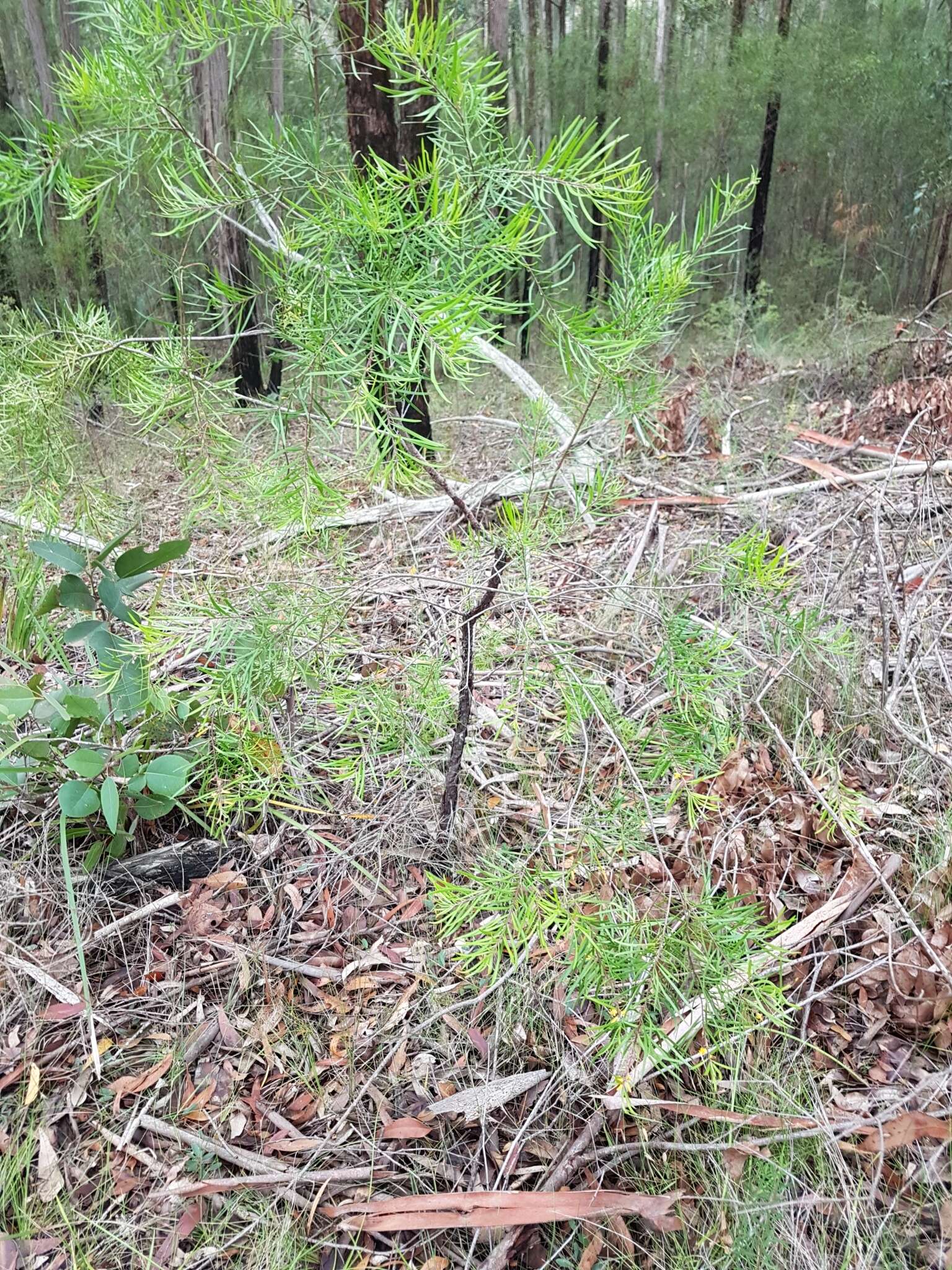 Plancia ëd Persoonia linearis Andr.