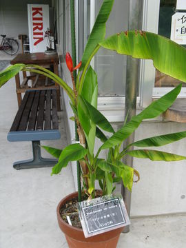 Image of <i>Musa beccarii</i> N. W. Simmonds
