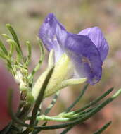 Image de Psoralea azuroides