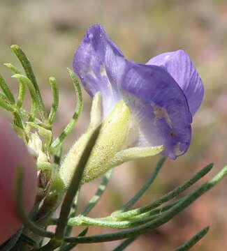 Image of Psoralea azuroides