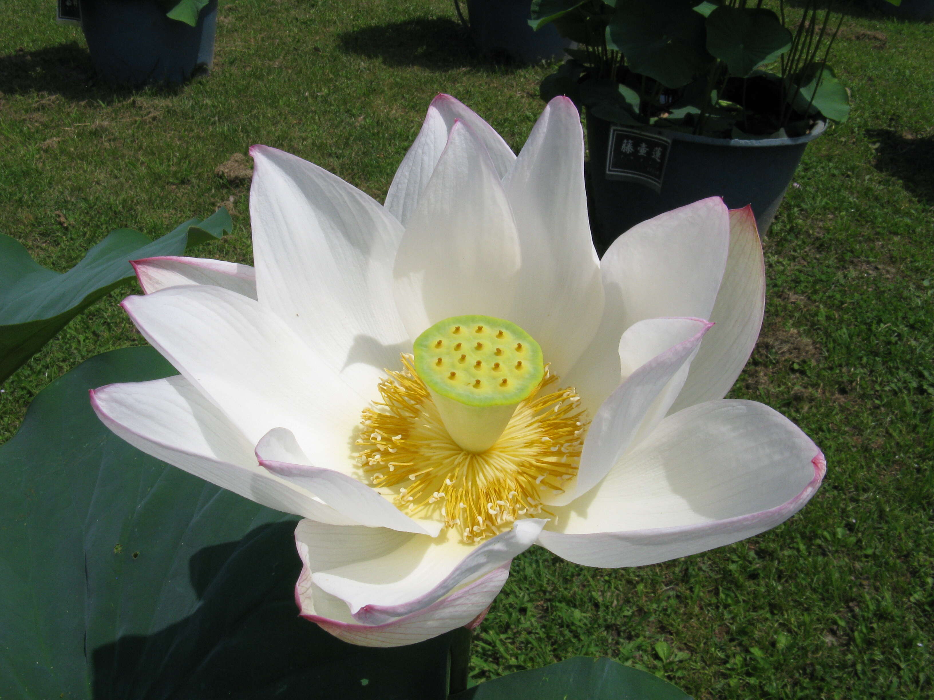 Image of sacred lotus