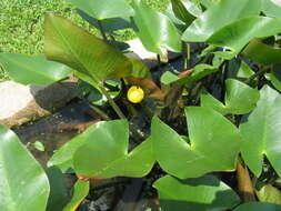 Image of pond-lily