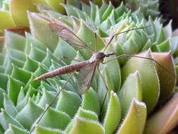 Image of Cranefly