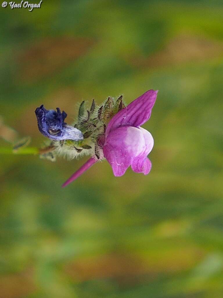 Image of Linaria joppensis Bornm.