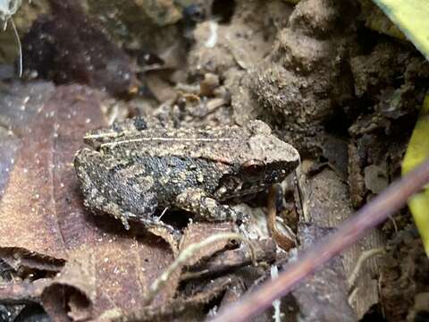 Image of Hasche's Frog