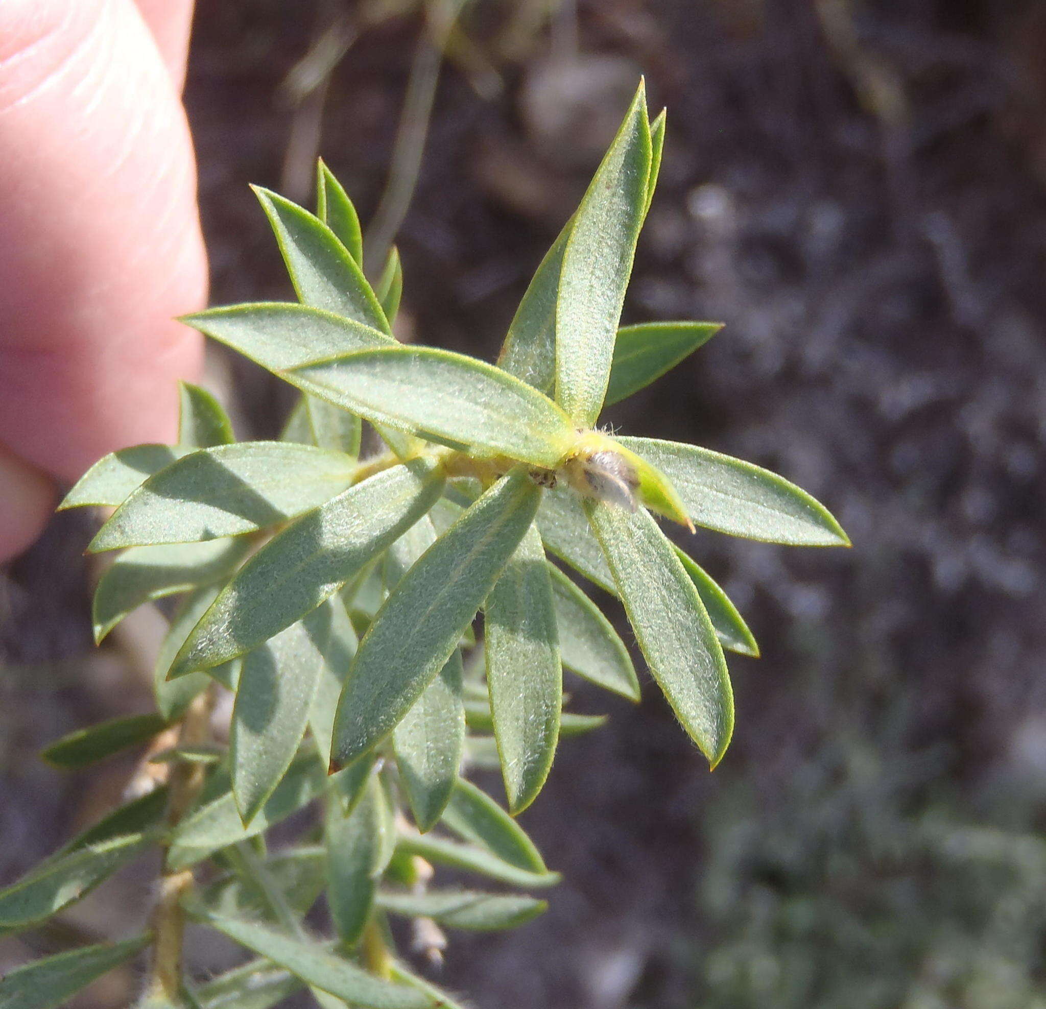 Image of <i>Liparia racemosa</i>