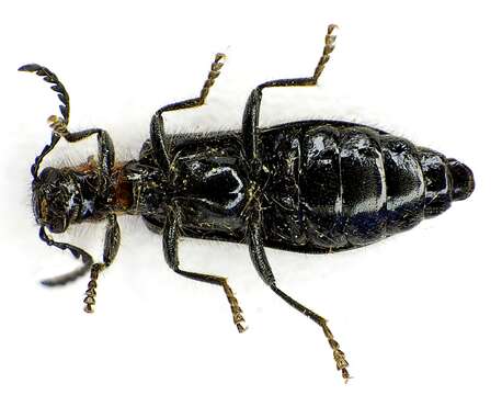 Image of Tillus elongatus