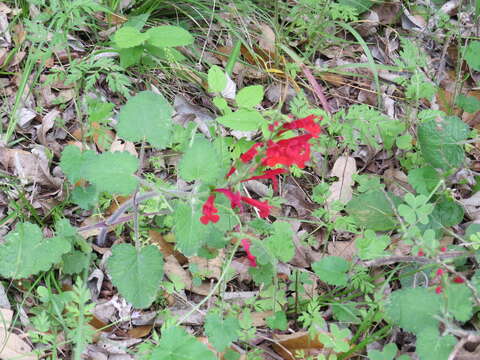 Imagem de Salvia roemeriana Scheele