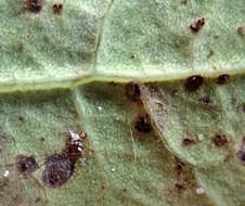 Image de Puccinia embergeriae McKenzie & P. R. Johnst. 2004