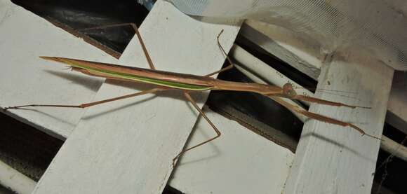 Image of Purple-winged mantis