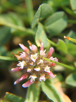 Image of strawberry clover