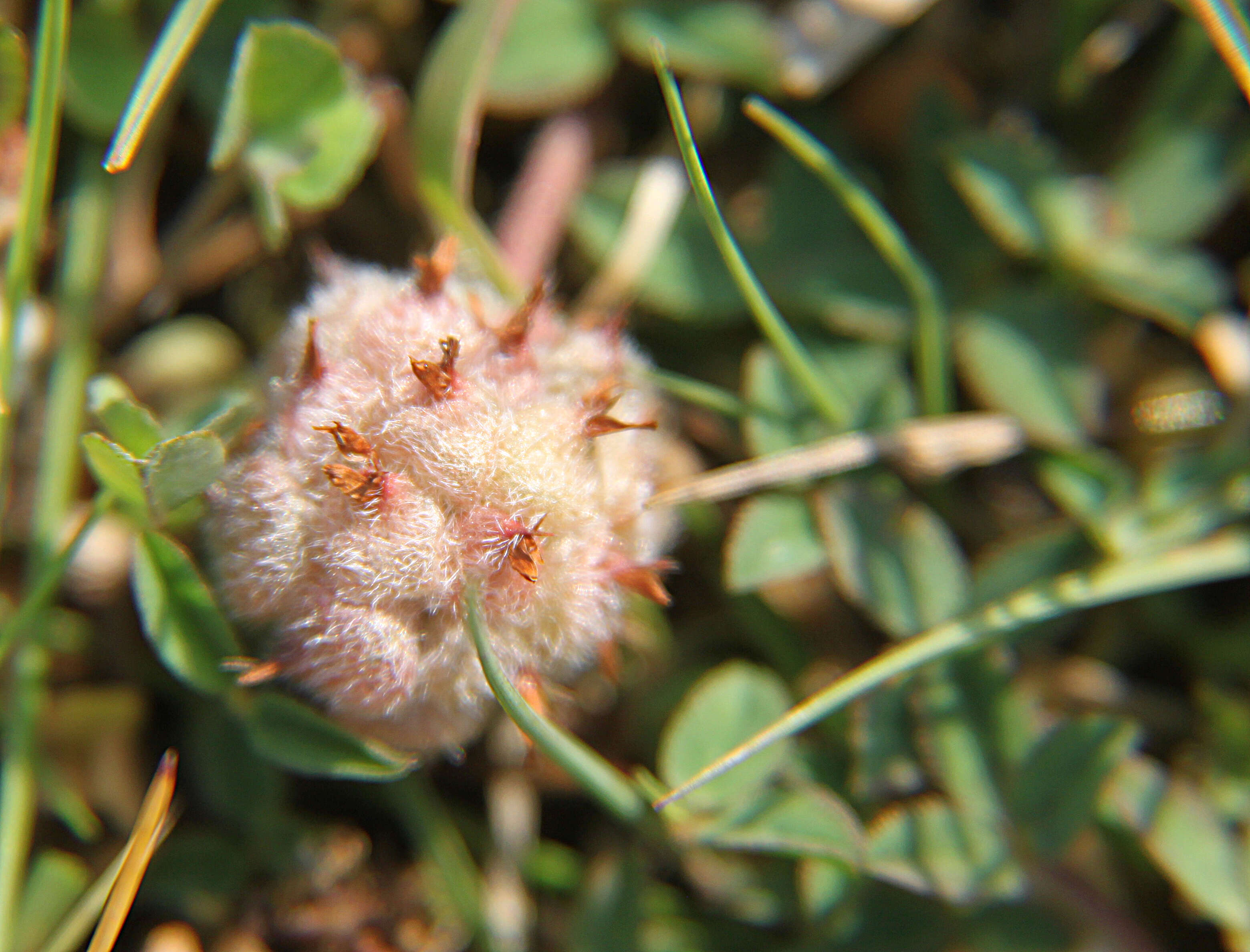 Image of strawberry clover