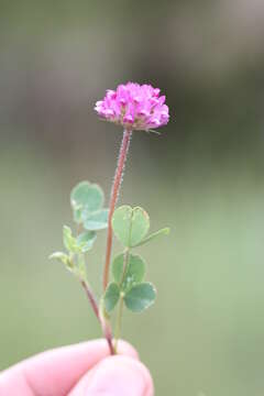 Слика од Trifolium burchellianum Ser.