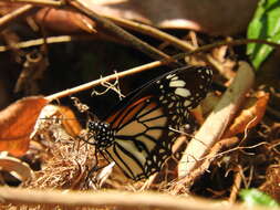 Sivun Danaus (Anosia) melanippus Cramer 1777 kuva