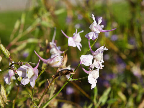 Image of doubtful knight's-spur