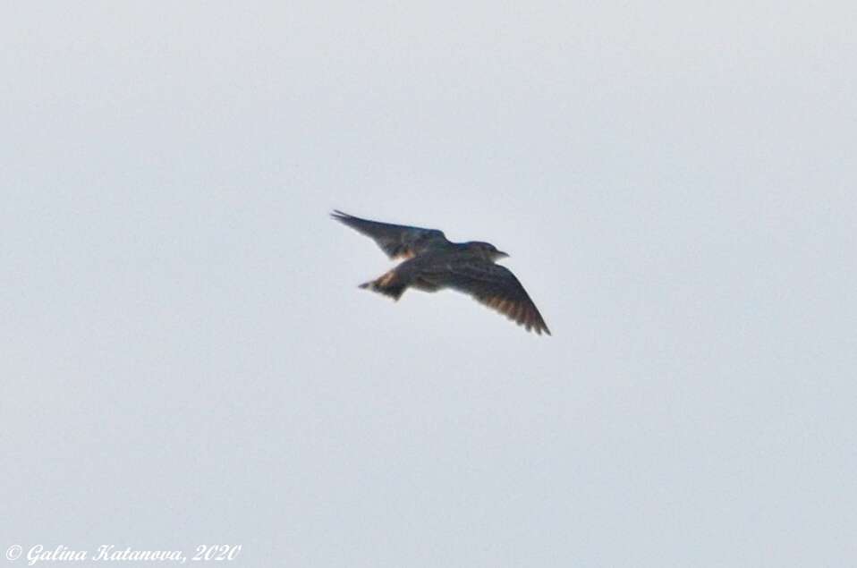 Image of Bimaculated Lark