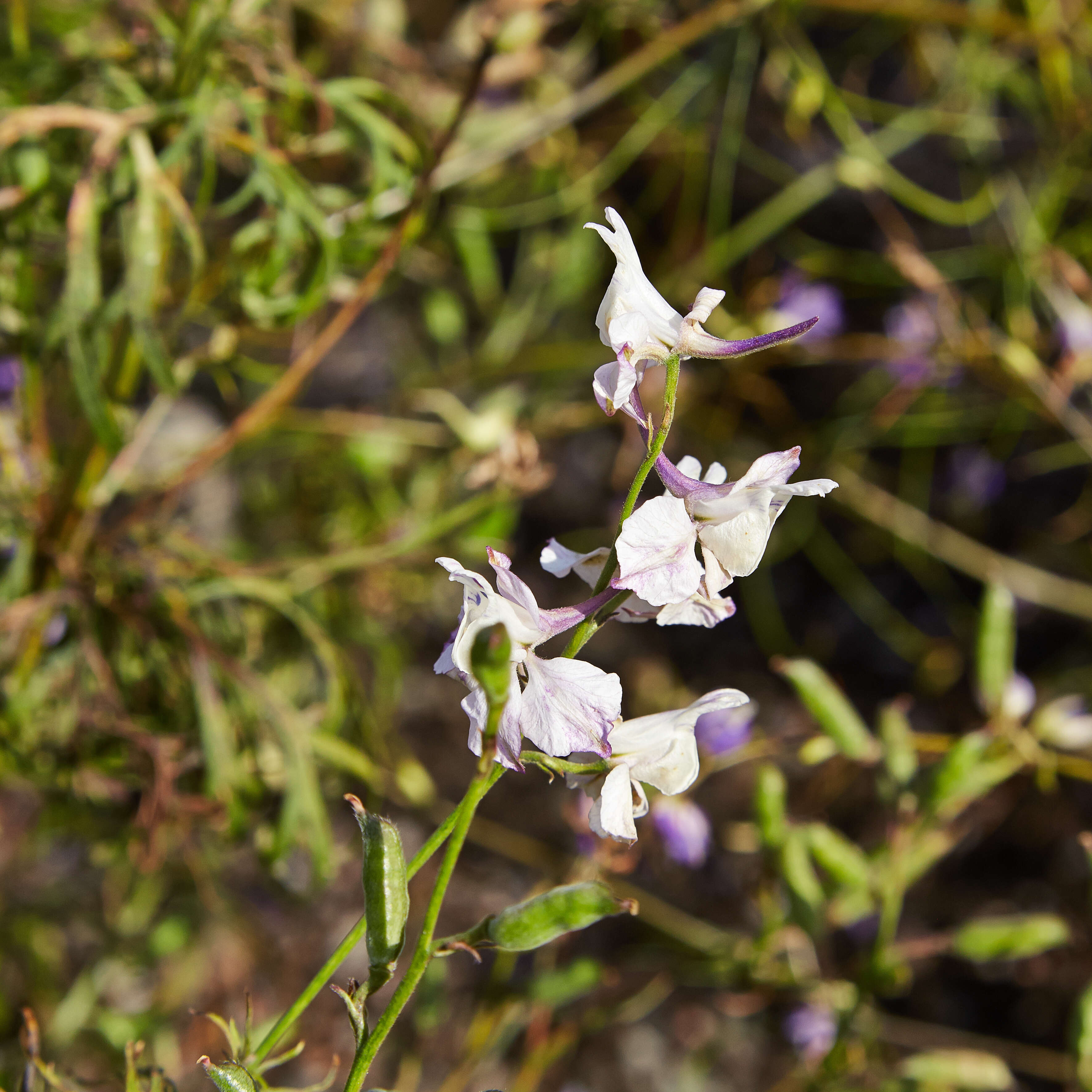 Image of doubtful knight's-spur