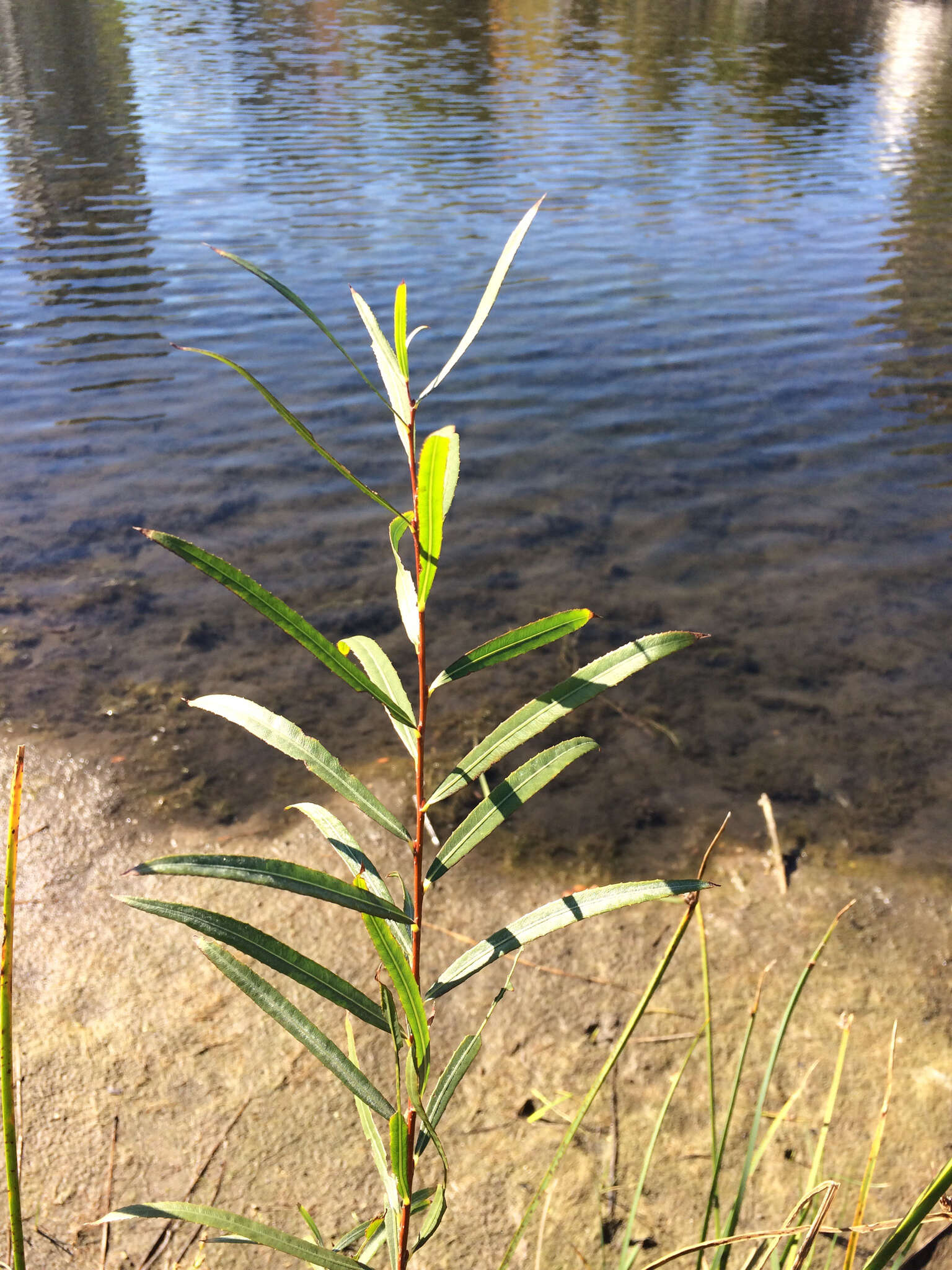 Image of Sandbar Willow