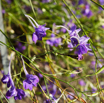 Image of forking larkspur