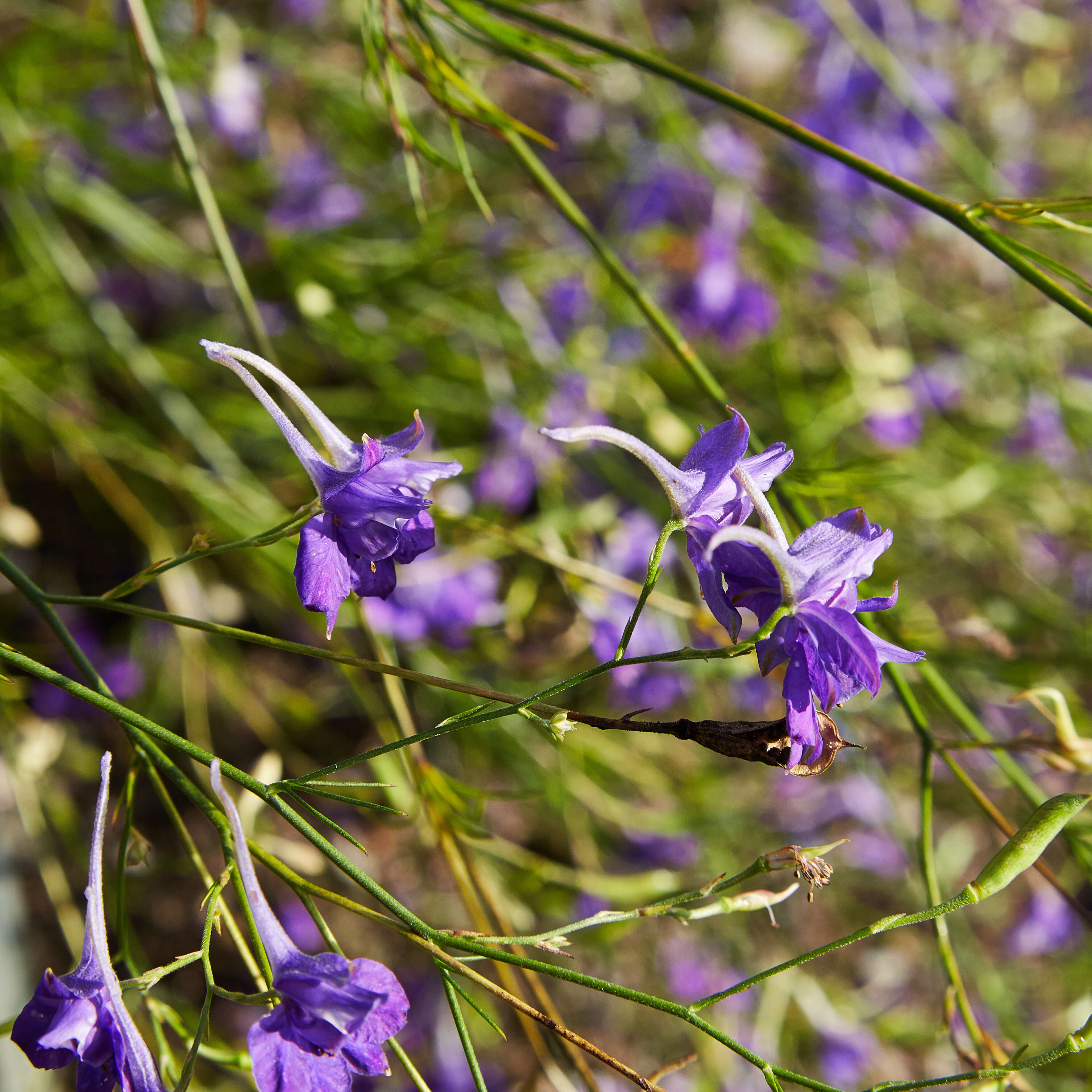 Image of forking larkspur