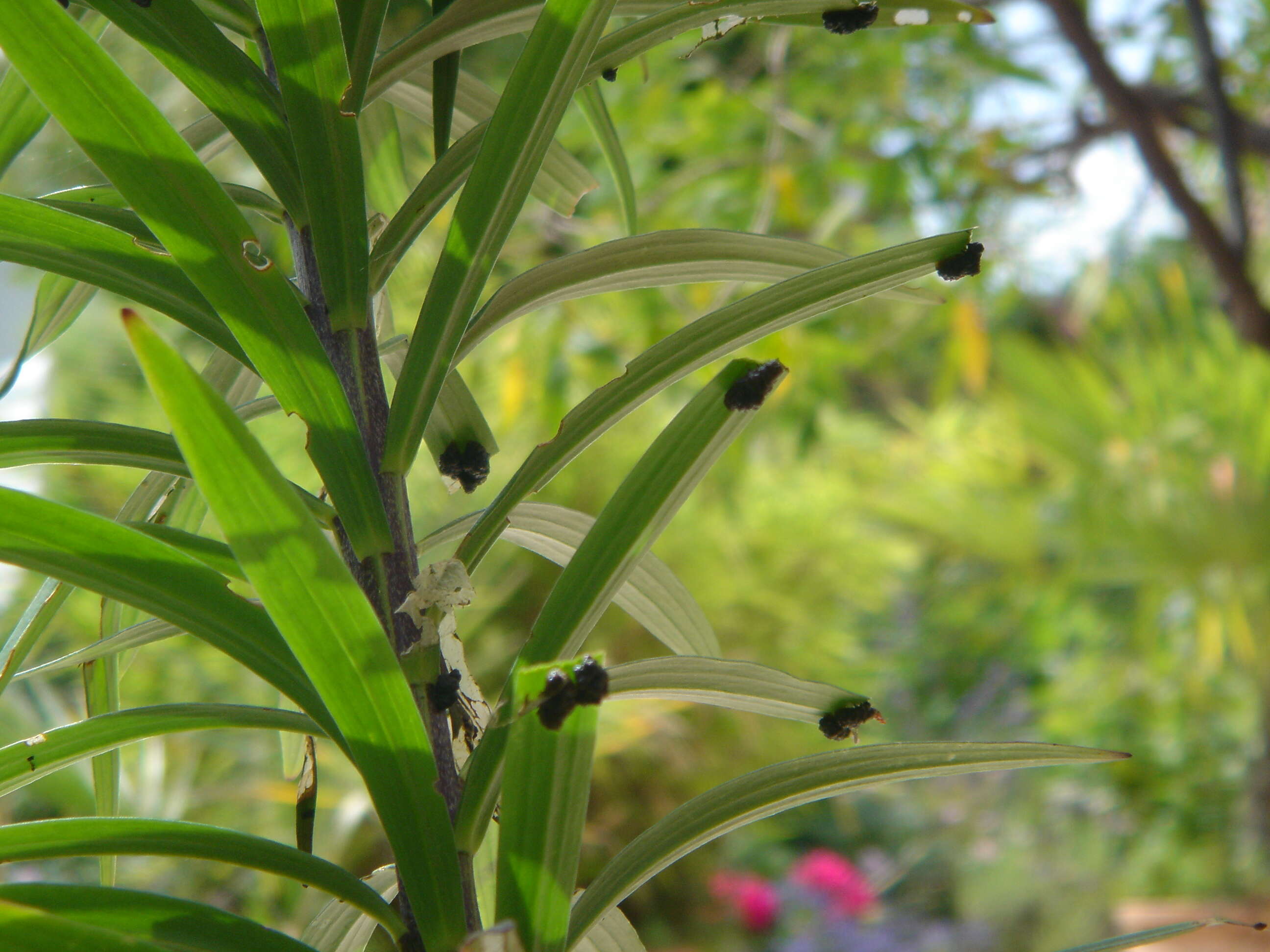 Image of Scarlet lily beetle