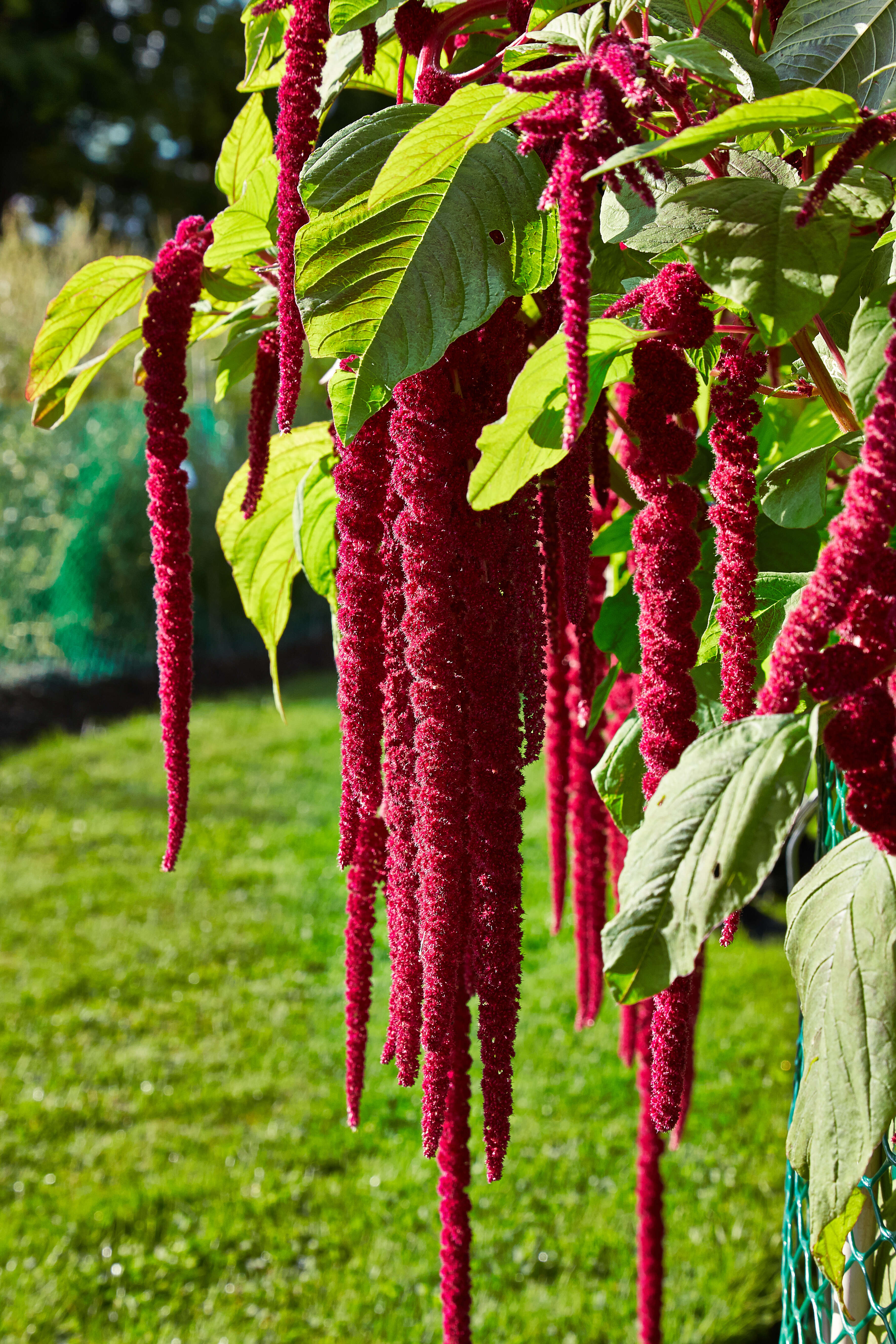 Imagem de Amaranthus caudatus L.